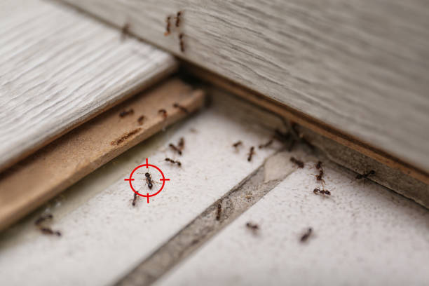 Best Commercial Pest Control Services  in Longtown, OK