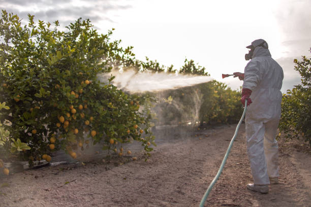 Best Flea Control Services  in Longtown, OK