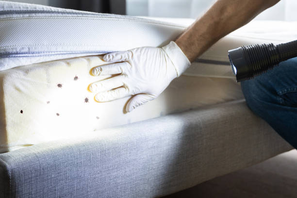 Best Pest Control Near Me in Longtown, OK
