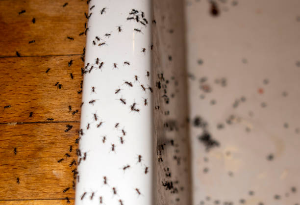 Reliable Longtown, OK Pest Control Solutions